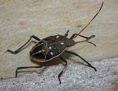 A close-up of college football's greatest villain -- the injury bug.