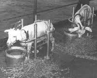 HLS EFS CSC Goat