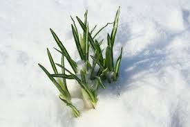 HLS EFS CSC Green Snow