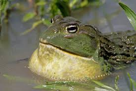 HLS EFS CSC Frog 2