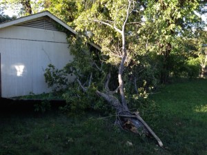 This Roundup is based on a true story. Stupid trees.