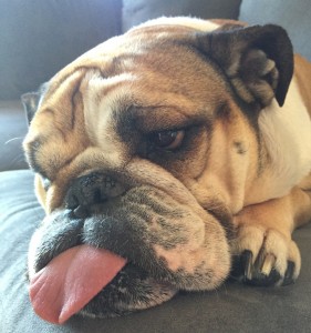 Evan's bulldog, Coco